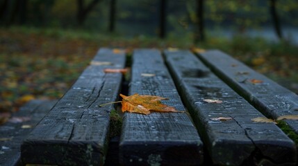 Fototapeta premium Wet Autumn Bench in Secluded Park