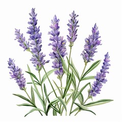 Watercolor lavender clipart with delicate purple flowers and green stems, isolated on white background