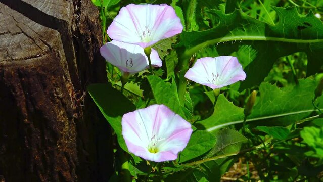Convolvulus arvensis - white and pink flowers of a climbing herbaceous plant