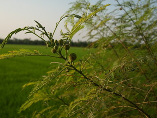 Close-up shot of Lead Tree,  the background is a green rice field under the evening sunlight