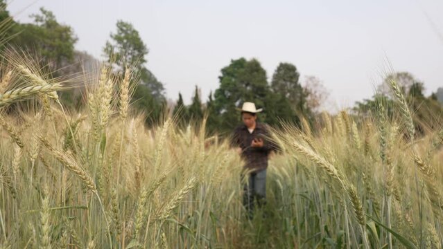 Asian male farmer walks through green wheat field and studies plant growth using tablet, agronomist explores barley, concept of organic food and healthy eating