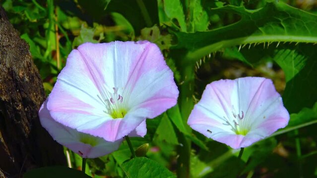 Convolvulus arvensis - white and pink flowers of a climbing herbaceous plant