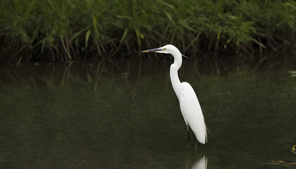 Obraz premium Great White Egret bird Stock Photo,Egret bird photography.Wildlife Photography, Generative AI