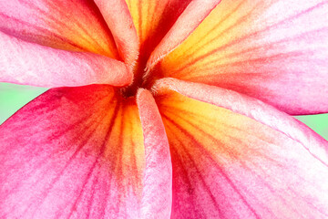 Fototapeta na wymiar Plumeria Blossom Close-up.
