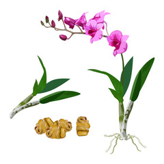 Heap of dendrobium candidum. Chinese herbal medicine vector illustration isolated on white background. - obrazy, fototapety, plakaty