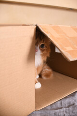 A red cat curiously looks out and watches from a cardboard box. Close-up