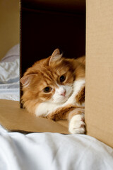 A ginger cat lying down plays from a cardboard box. Close-up