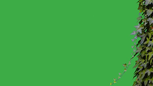 green ivy branch on a tree on a green screen