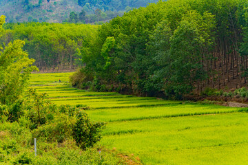 A rice field.
Central Vietnam. The mountainous regions of the country.