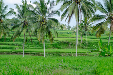 travel to Bali Indonesia adventure rice fields route motorbike temples selvatic forest