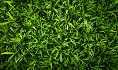Fototapeta premium lush green grass, grass field background, green background top view