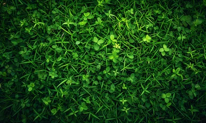 Papier Peint photo Lavable Herbe lush green grass, grass field background, green background top view