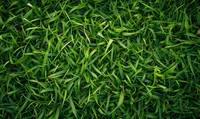 Tissu par mètre Herbe lush green grass, grass field background, green background top view