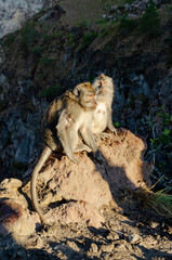 Monkeys's couple in Ubud Bali Guided Sunset Hike to the Summit of Mount Batur 