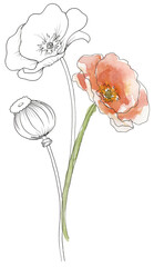 Watercolor hand painted meadow florals bouquet illustration, tulip liner sketch wildflowers clipart, field flowers composition - 766329205