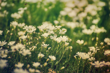 White spring flowers