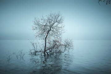 tree on the lake in foggy weather