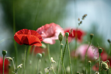 Red spring poppy