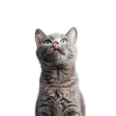 Studio portrait of gray rescue cat standing with licking looking forward against a light blue background  