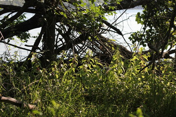 Wild reeds growing along the lake shore.