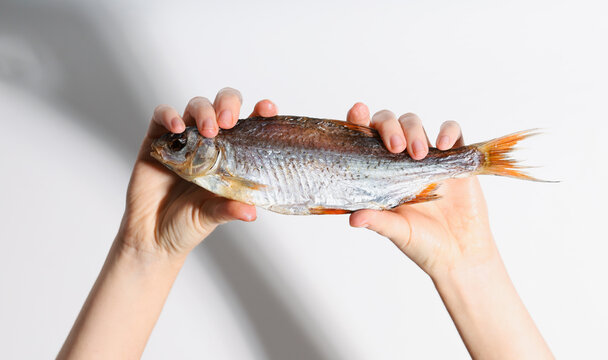 Dried dry fish taranka, ram, roach, bream, flatfish are held by female hands on a white background. Beer snack.