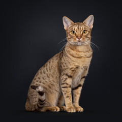 Excellent adult Ocicat cat, sitting up side ways. Looking to camera with fantastic expression. Isolated on a black background.