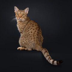 Excellent adult Ocicat cat, sitting up backwards on edge. Looking over shoulder to camera with fantastic expression. Isolated on a black background.