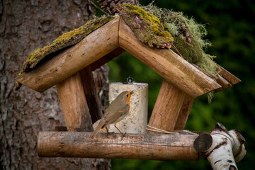 a robin, erthacus rubecula, in the garden on a feeder at a spring morning © Chamois huntress