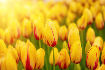 Yellow and red flowers