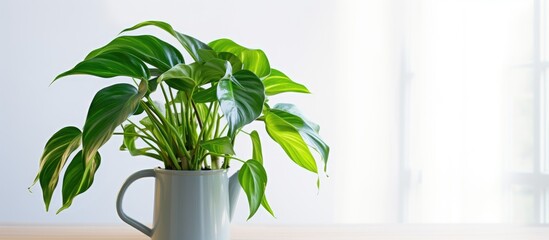 A houseplant sits in a flowerpot on a wooden table by the window, adding a touch of nature to the indoor space