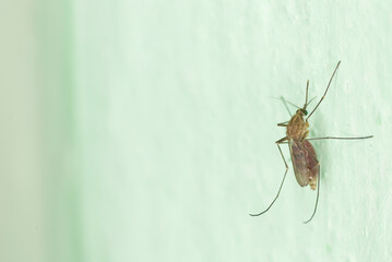 Mosquito on a vertical wall