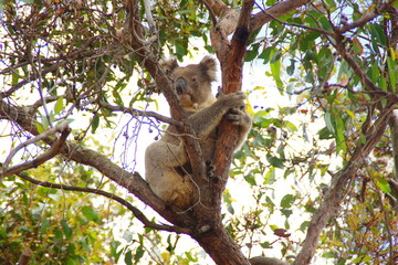 Koala