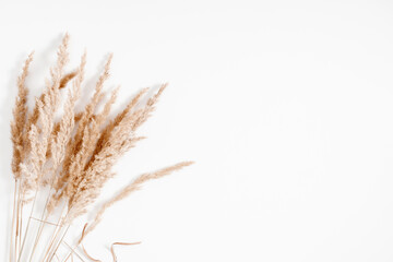 Decoration from dry grass, Beige reeds branches bouquet on white background. Flat lay, top view, copy space, mockup
