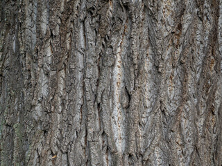 Baumrinde Strucktur