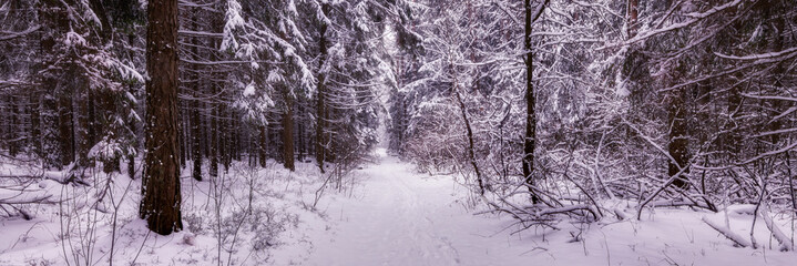 winter snowy forest with a deserted footpath through dense thickets. widescreen landscape. side view