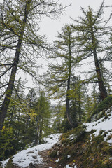 Forest in the winter