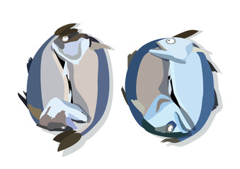 fresh mackerel on white background illustration vector
