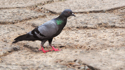 Food search of a pigeon