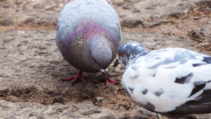 Food search of pigeons