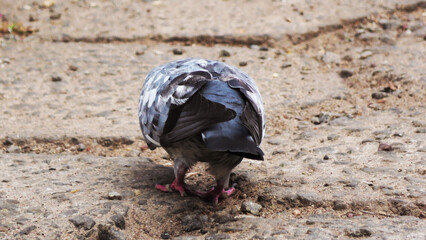 Food search of a pigeon
