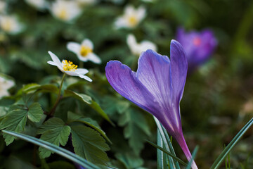 anemones and crocus in focus  flowers in spring in a small park near the center of Munich