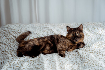 Tricolor cat looking at camera and laying on the bed in bedroom. Happy life concept. Kitty with big...
