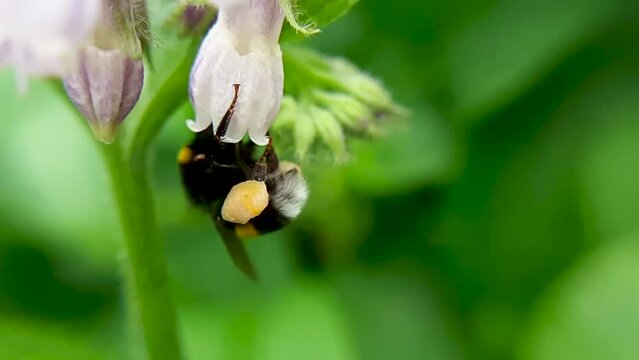 A bumblebee flies away from a delicate pink flower. Comfrey. Collects nectar. Slow-motion close-up video.