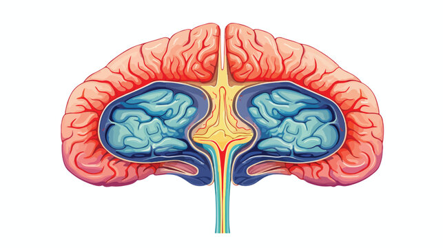 Illustration of pineal gland in human brain anatomy