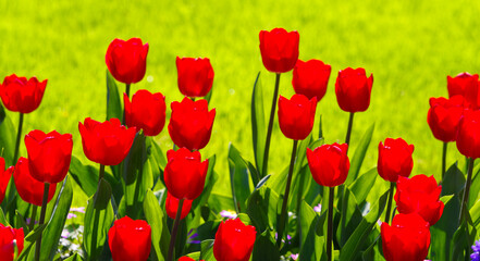 blooming tulips closeup - 766345677