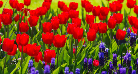 blooming tulips closeup - 766346043