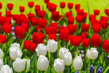blooming tulips closeup - 766346293