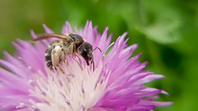 A bee on a pink flower. Slow-motion close-up video