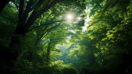 A vibrant green canopy of trees overhead, creating a cool and refreshing atmosphere in the heart of the forest.