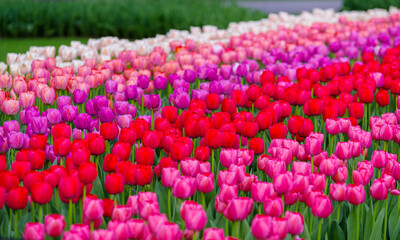 blooming tulips closeup - 766348676